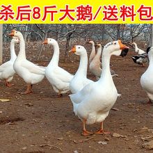 大鹅农家散养新鲜土鹅鹅肉大白鹅冷冻非现杀东北笨鹅老鹅掌翅