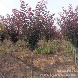 Red Leaf Plum Seedlings for Sale, Red Leaf Plum Saplings, Complete Specifications, Large Quantity Discounts
