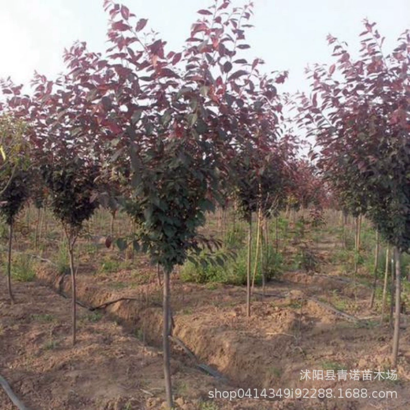 Продам саженцы красных листьев сливы с полными спецификациями и скидкой на большое количество