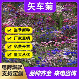 矢车菊花种子美丽乡村花籽耐寒蓝芙蓉种子道路景观绿化花卉花种籽