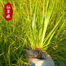 金叶石菖蒲盆栽苗基地批发 水生时令植物 金线金边菖蒲绿化用苗