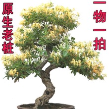 ���ͽ��y�������Ϙ��ͺ�ͥԺֲ�ﻨ���҃ȿ͏d�辰�̨���y������