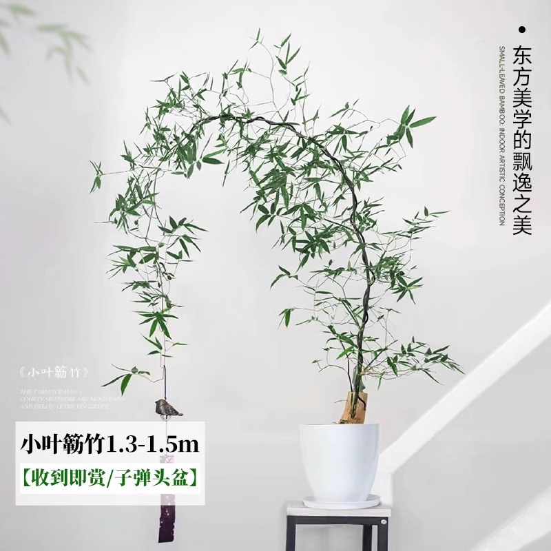 【收到即赏】小叶簕竹 1.3-1.5m 子弹头树脂盆 送托盘