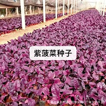 紫菠菜种子鲜甜高产特色紫梗紫叶菠菜种子高产蔬菜种子耐热