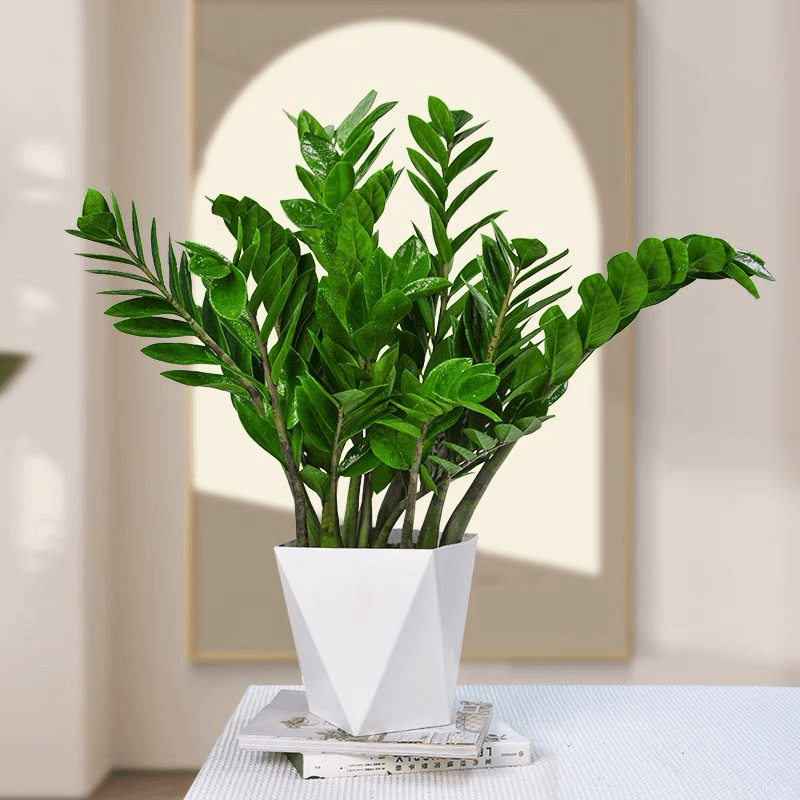 Premium 60-70cm Money Tree Potted Plant for Living Room or Office, Housewarming Gift, Purifying Money Tree with Money Strings