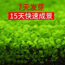 ˮ�ݷN���~���쾰����ǰ�󾰵�ˮֲ�����ˮ�|��ˮ�ݷN�яS��ֱ�N