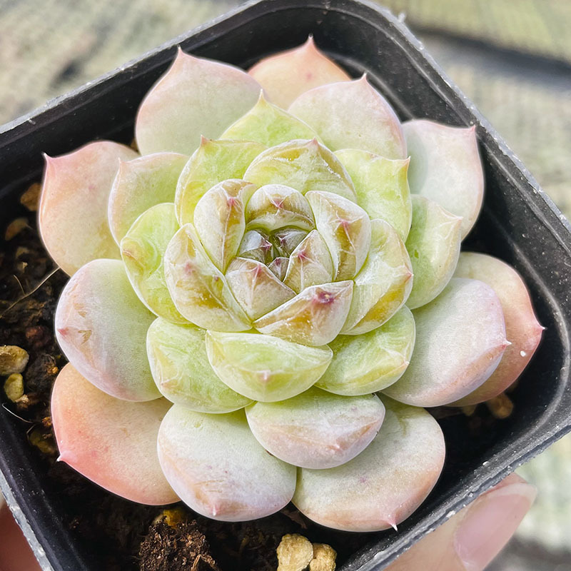 [특가상품] 빙빙 4~5cm (플라스틱 화분에 심고 배송도 편리함)