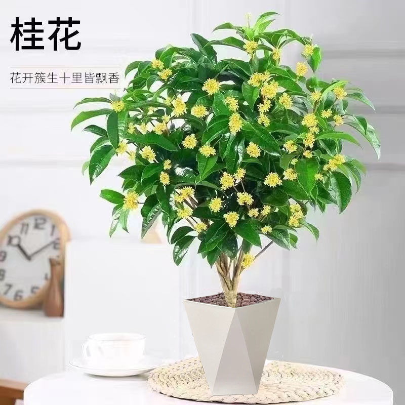 桂花树苗盆栽金桂浓香型花卉室内外庭院阳台地栽月开好养绿植物