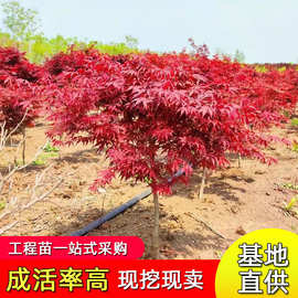 中国红枫苗基地批发园林工程绿化苗木公园庭院可种植日本红枫树苗