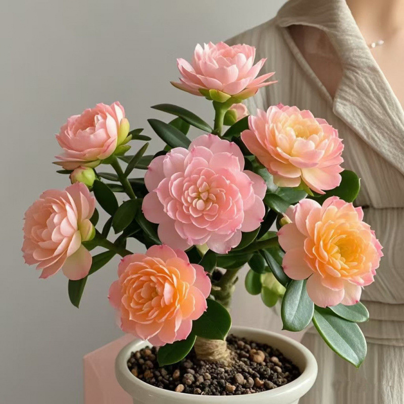 인기 추천 : [황옌] 그해 꽃이 피다丨사계절 상록수