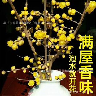 �D÷�r���r�л��͏dˮ�B��֦Ϟ÷��������������ˮ��ֲ�ﻨ���[��