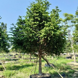 2505���� ��Ʒ ȫ��  ���� �ɘ� �e�� �Ҿӻ��@���x�aƷ