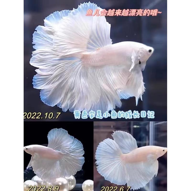 顺丰泰国斗鱼仙女款纯白半月超美网红小型淡水热带冷水观赏鱼好养|undefined