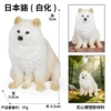 4086 Japanese raccoon dog (albino)