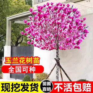 �����m�������m���䎧����ͥԺ�_���������ֲ���̓��ͺ���������