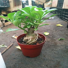 ɳĮõذļ_BϘ҃ȶɫ̨ܾGֲ辰