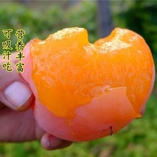 奶油無核柿子苗嫁接苗柿子樹苗地栽日本甜柿磨盤柿樹苗當年結果苗
