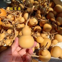 �����������J�[���P��С̖���{�����^��Ƥ�Ϻ��J�ְѼ��S��