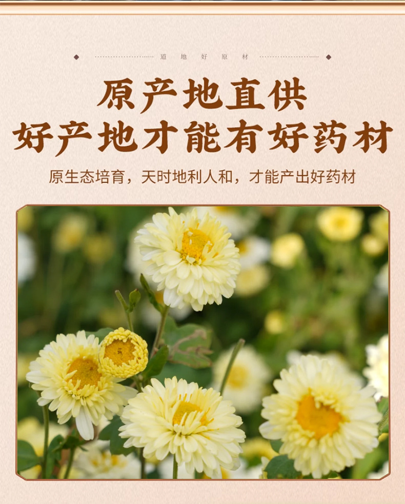 Hang Bai Ju Dried Chrysanthemum Buds Loose Herbal Tea 50g Tongxiang Hangzhou key features