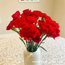 重瓣康乃馨种子四季易种开花植物盆栽种仔多年生室内阳台观赏花种