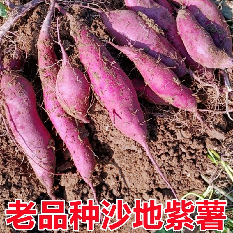 云南糖心紫薯10斤新鲜蔬菜烟薯蜜薯沙地番薯板栗红薯地瓜农家自种|undefined