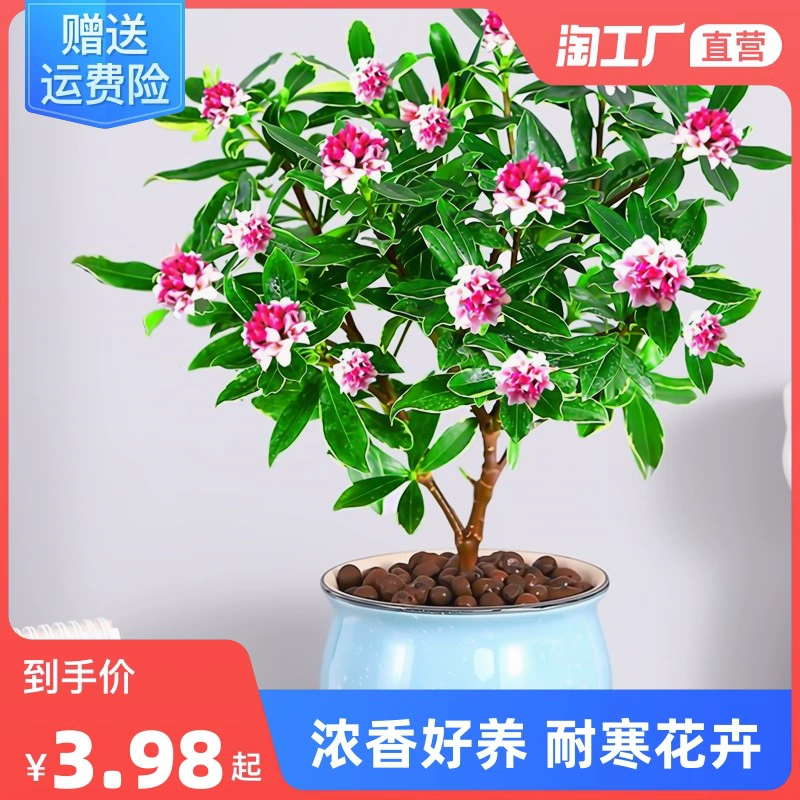 Золотой Край Ruxiang бонсай ароматный с цветочными бутонами старый ворс Крытая гостиная новогодний цветок зеленое растение морозостойкие Four Seasons цветущие цветы
