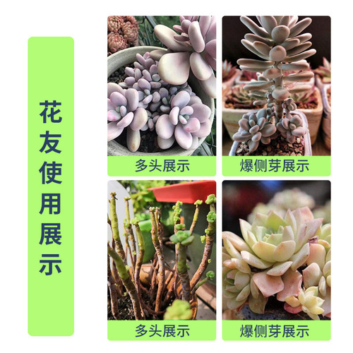Eugerin, a general sprouting hormone for succulent plants that promotes budding, bursts buds, increases color and fattening plants, is produced directly by the manufacturer