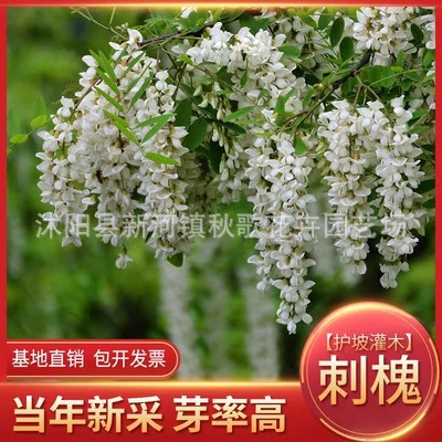 Семена Robinia pseudoacacia белые цветы саранча ароматные цветы саранча плоды Amorpha fruticosa и саранча пчелы мед Коллекция цветов саранчи желтые цветы семена саранчи