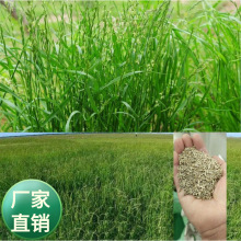 批发耐寒老芒麦蒙古冰草护坡披碱草狗尾草盐碱地沙地耐干旱草籽