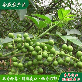 花椒/青椒;其他香辛料;烧烤调味料