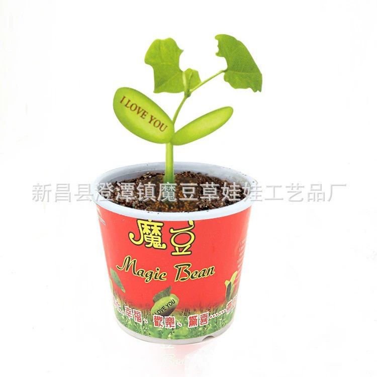 Кукла травы Ребенок Волшебный цветок фасоли Завод Горшечный цветок Зеленый офис Посадка Зеленое растение