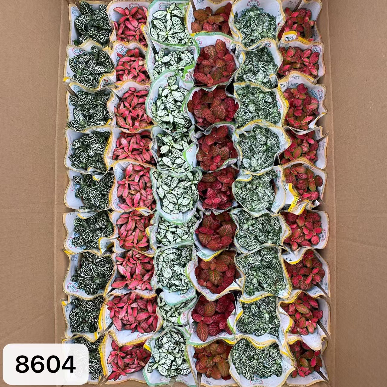 8604  大箱網紋草混裝54盆