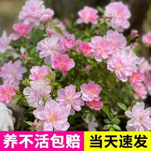 Rosa'Hime Hime' Sea God King Rose Seedlings Bloom All Seasons, Courtyard Epaaso and Indoor Climbing Rose with Buds