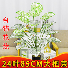 �羳��Ʒ������\�Gֲ�٘�ֲ���b��辰�����҃ȼҾә����G���쾰