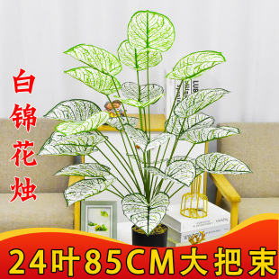�羳��Ʒ������\�Gֲ�٘�ֲ���b��辰�����҃ȼҾә����G���쾰