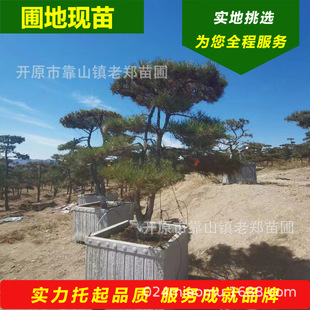 ���ɘ�|�����ɘ�����;Gɫ���͆�ľ���G�е��侫������a�����l