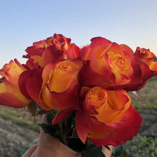 Dropshipping [Poet's Garden] Victory Goddess Rose with Large Flowers, Strong Fragrance and Heat-Resistant Rose Seedlings Potted Plants