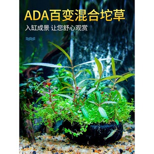 ADA��׃�������~���쾰���w����ˮ�����������ˮֲ���^�p�~��