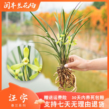 【汪字】兰花苗春兰名贵盆栽花卉植物室内兰草国兰浓香不带花苞