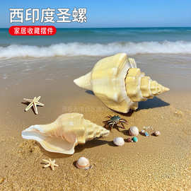 天然稀有海螺贝壳西印度圣螺鱼缸装饰地中海家居收藏摆件送礼礼物