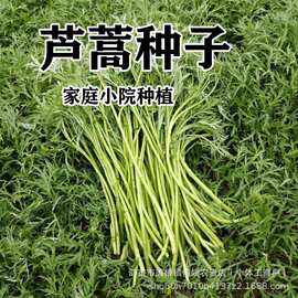 芦蒿种子水蒿柳蒿种子四季盆栽地栽阳台小院种植简单种植