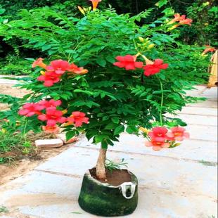 Dropshipping Lingxiao Flower Saplings Balcony Evergreen Potted Plants Roof Greening Courtyard Cold-Resistant Ground Planting Climbing
