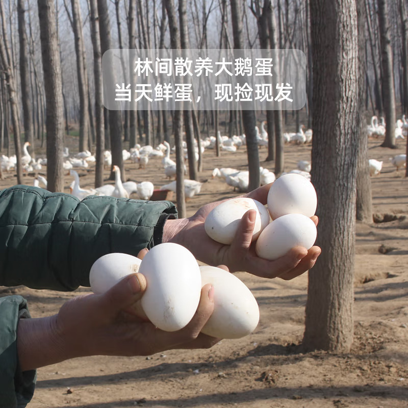 妊婦向けの新鮮なガチョウの卵、放し飼いの農場のガチョウの卵、本物の新鮮なガチョウの卵、厳選された6個のガチョウの卵、80-120g|undefined