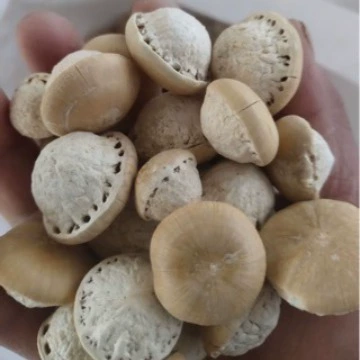 Оптовая продажа фруктов Фэнлиу, семян Тяньчжу Бодхи и семян черепаховой головы, которые можно замачивать в вине и использовать для развлечений.