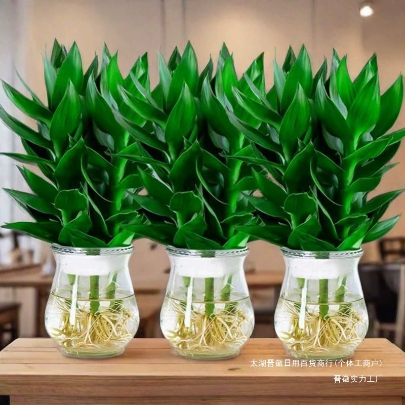 Пересадка процветающего дома, бамбуковых гидропонных зеленых растений Гуаньинь, удаление формальдегида в гостиной, очистка воздуха и легкость в обслуживании.