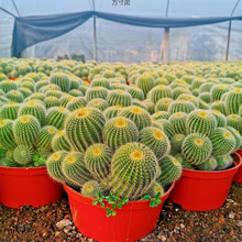 Ⱥ����������^����������҃��������Է���X�k���ҏS��������l