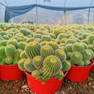 Ⱥ����������^����������҃��������Է���X�k�����