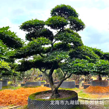 日本茶梅价格 日本茶梅树批发 日本庭院树供应 日本风景树销售