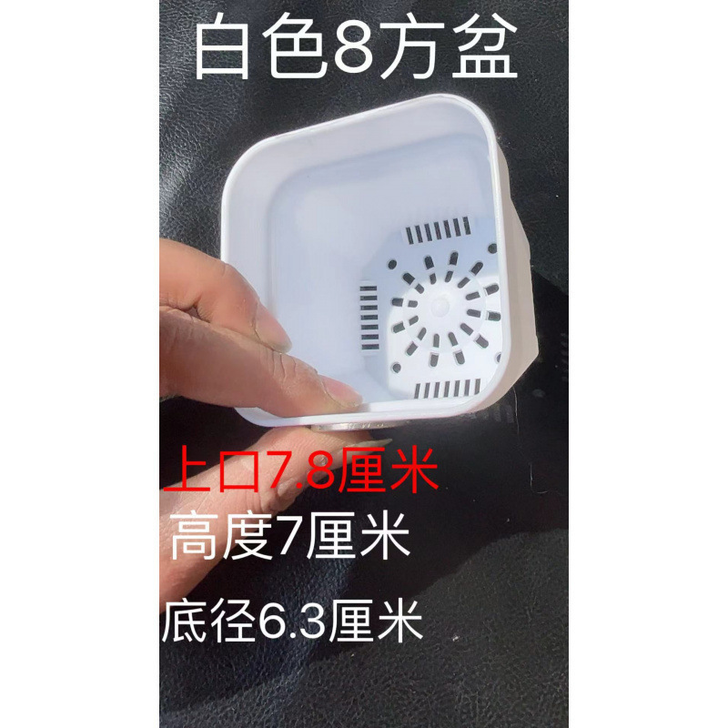 多肉专用盆塑料花盆加厚大小白方多肉盆多肉植物小花盆育苗盆方形|undefined
