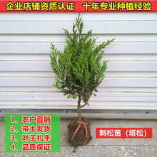 ɰؘȰشɱ֦AؘؘGļ·ͥԺ]